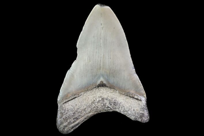 Bargain, Fossil Megalodon Tooth #72481